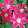Clematis 