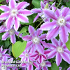 Clematis 