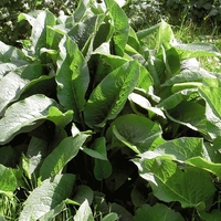 Comfrey 