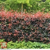 Copper Beech (Hedging)