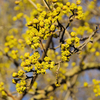 Cornelian Cherry (Hedging)