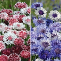 Cornflower Collection