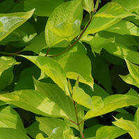 Cornus alba 