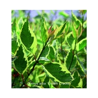 Cornus alba 