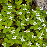 Cornus canadensis