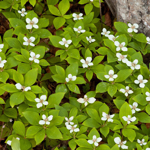 Cornus canadensis