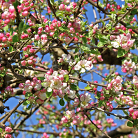 Crab apple (Hedging)