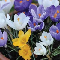Crocus Mixed - 50 crocus bulbs