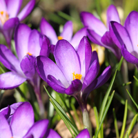 Crocus 
