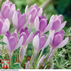 Crocus 