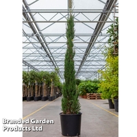 Cupressus sempervirens 