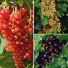 Currant Collection