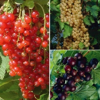 Currant Collection