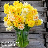 Daffodil Double Classic Mixed