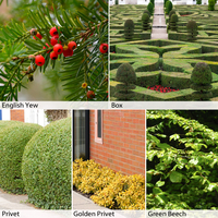 Formal/Topiary Hedging Collection