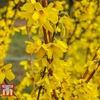 Forsythia 