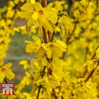 Forsythia 