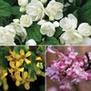Fragrant Shrub Collection - 2 bareroots + 1 potted plant (9cm)
