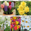 Fragrant Spring Bulb Mix