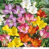 Freesia Mixed