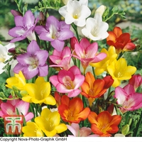 Freesia Mixed