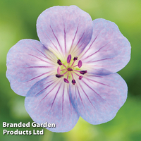 Geranium 