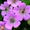 Geranium 