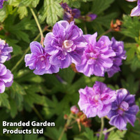 Geranium himalayense 