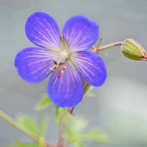 Geranium 