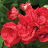Geranium 
