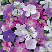 Geranium 