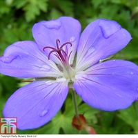 Geranium 