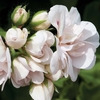 Geranium 