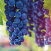Grape 