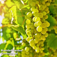 Grape (Vitis) 