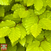 Green Beech (Hedging)