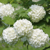 Guelder Rose (Hedging)