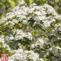 Hawthorn (Hedging)