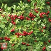 Hawthorn (Hedging)
