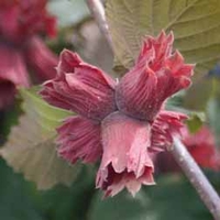 Hazelnut Red Cracker - 1 root wrap tree
