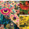 Helenium Collection