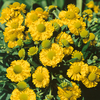 Helenium 
