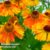 Helenium 