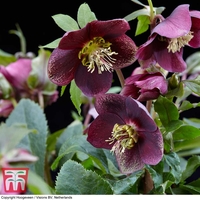 Hellebore 