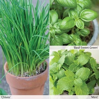 Herb Seed Collection