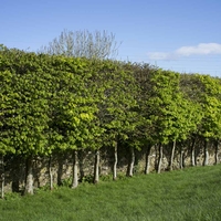 Hornbeam (Hedging)