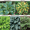 Hosta Collection