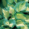 Hosta 