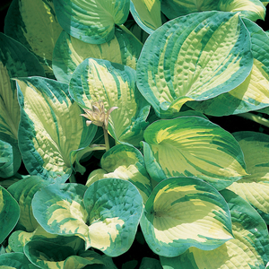 Hosta 