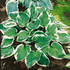 Hosta 